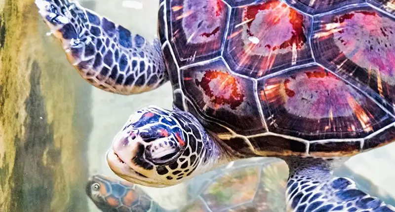 TURTLE CONSERVATION