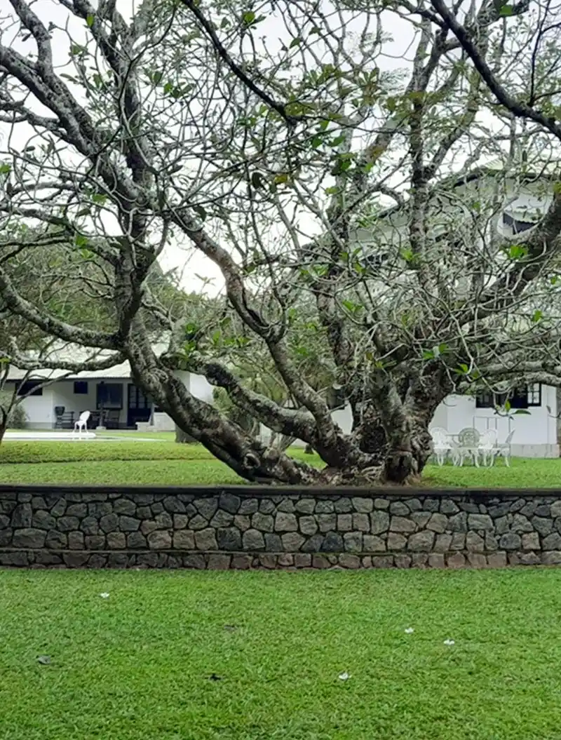 Horathapola Coconut Estate