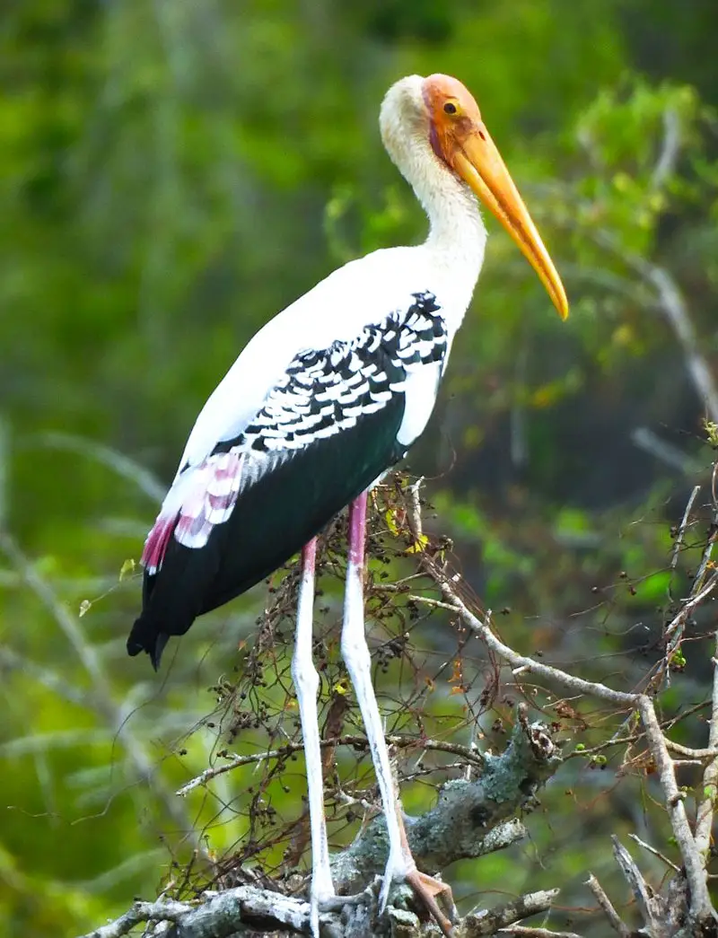 Kulu Safari