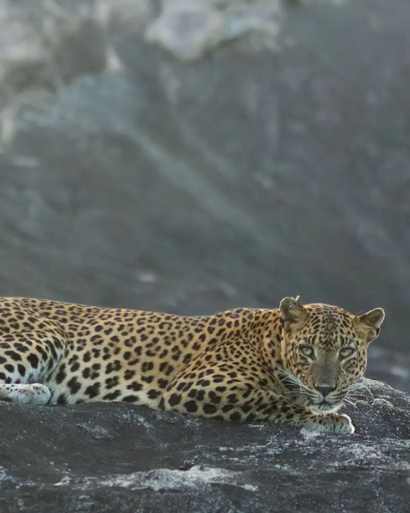 INTIMATE WILDLIFE ENCOUNTERS